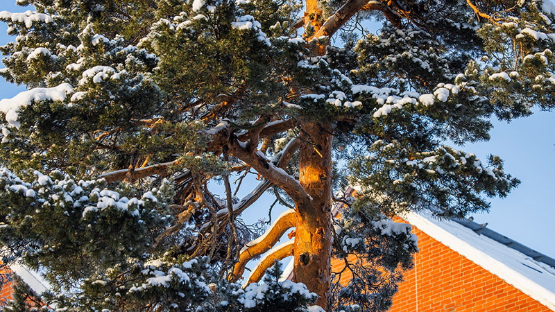 Talltopp med snö i solsken framför en orange tegelklädd husfasad