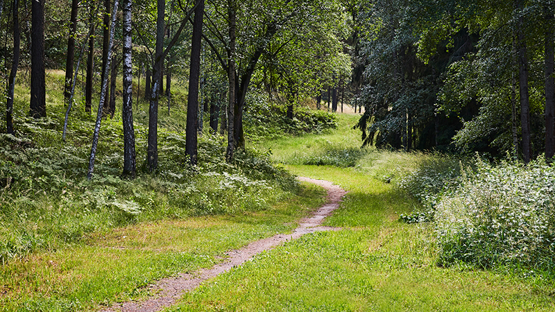 Grönskande skogsglänta med gångstid