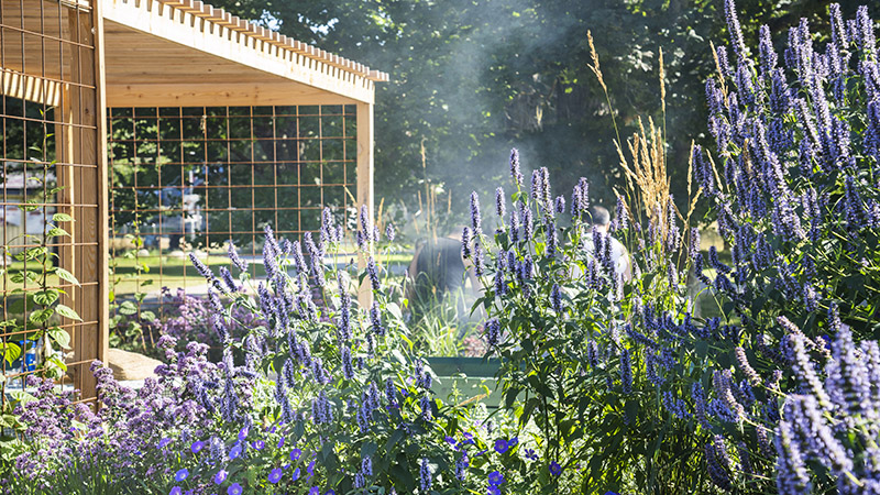 Pergola och blommor i köksträdgården Höglundaparken i Jordbro