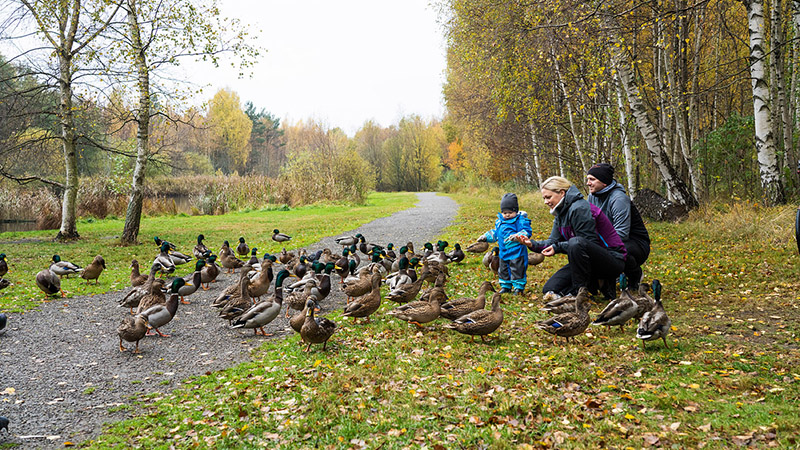 Familj som matar änderna i parken