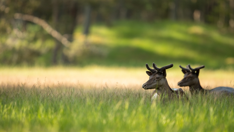 Hjortarna på Nåttarö.